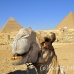 camel_giza_cai_h_0025_egy1082.jpg